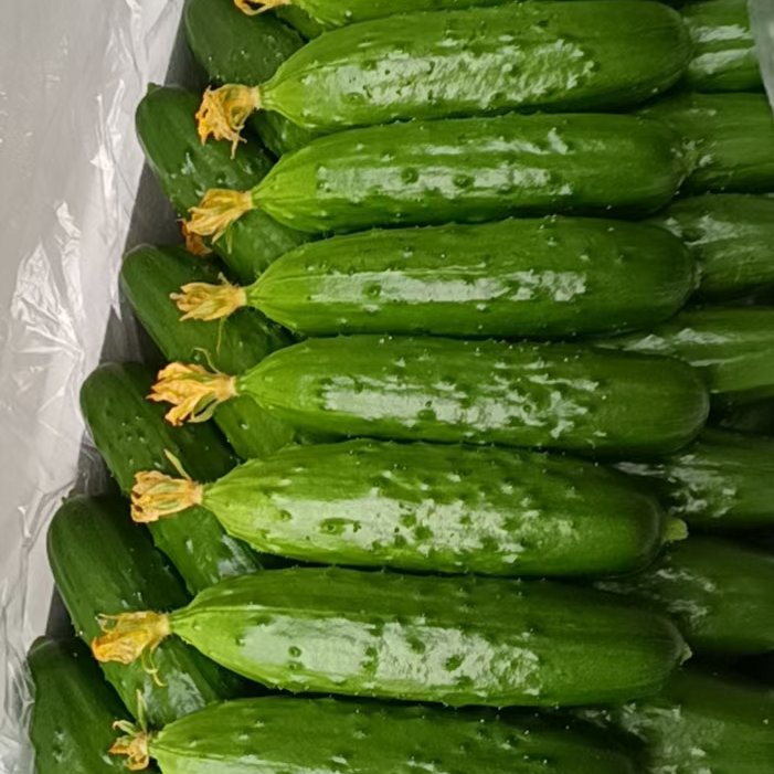 辽宁锦州凌海市旱黄瓜，产地货源