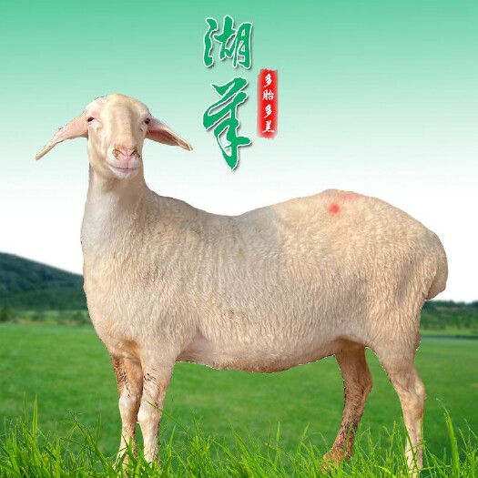 宿州纯种湖羊，多胎多羔种公种母羊成熟早耐粗饲今年一把草明年一群羊