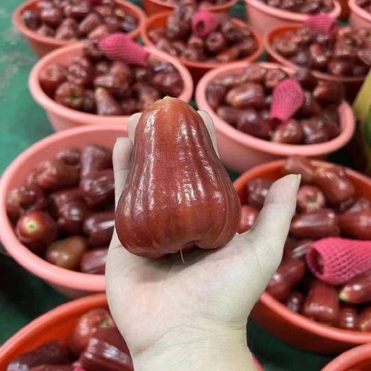 海口海南三亚黑金刚莲雾