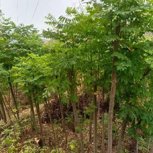新田县红叶李3至10公分10万颗，栾树3至12公分20万颗。