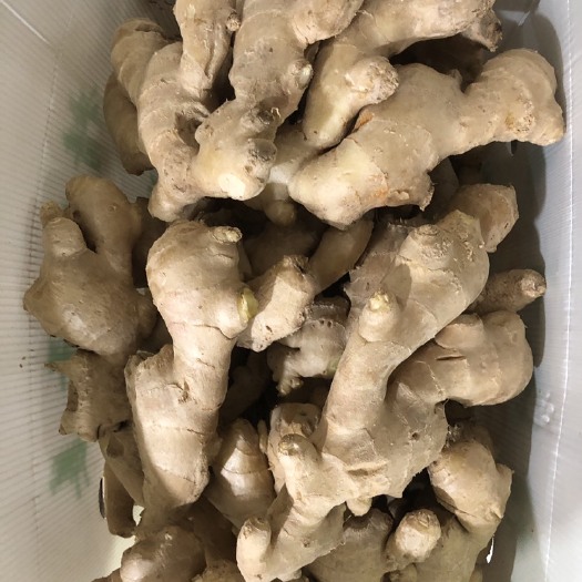 安丘市新姜 老黄姜