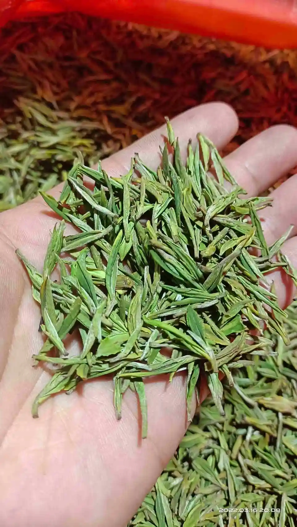 安吉白茶 2022秋季安吉白茶 春茶明前茶 礼盒包装包邮