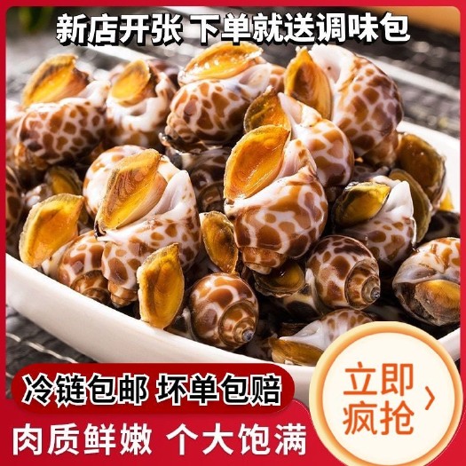 长沙花螺鲜活冷冻新鲜海鲜螺类海螺香螺东风螺贝类大猫眼螺冰冻花罗