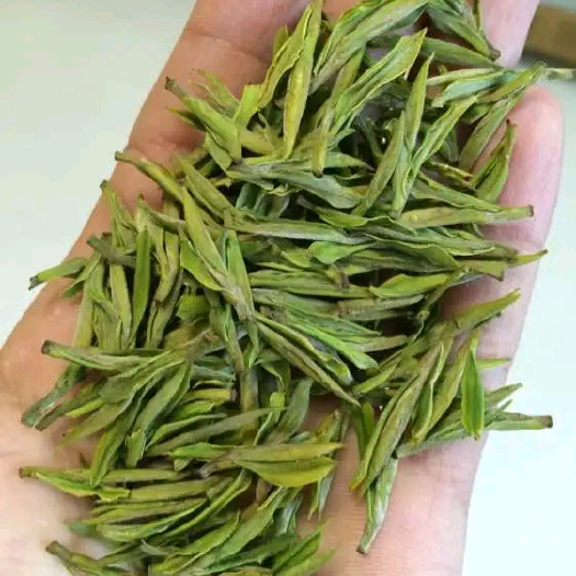 安溪县安吉白茶 2022秋季安吉白茶 春茶明前茶 礼盒包装包邮