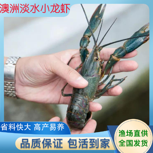 珠海鱼场直供快大澳洲淡水龙虾苗供应良种小龙虾苗全国包邮发货