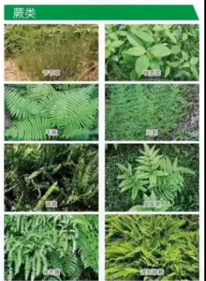 草甘三氯吡60%100克内吸灭生烂根型除单双子叶草本植物包邮