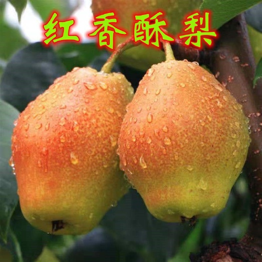 绛县梨树苗，红香酥梨树苗，玉露香梨树苗，晚秋黄梨树苗