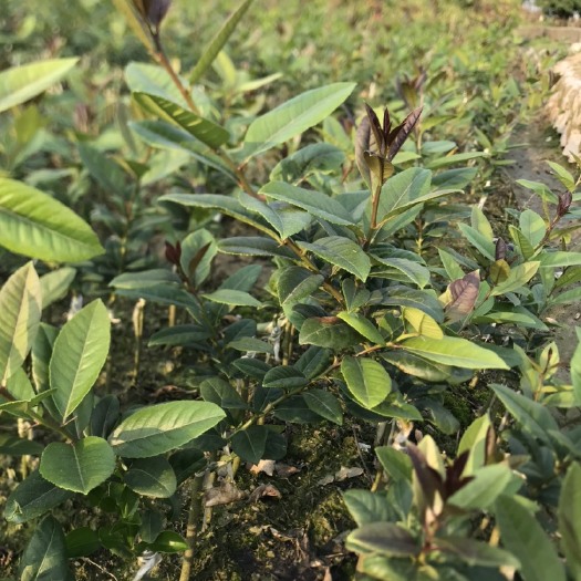 灵山县广东香水柠檬苗