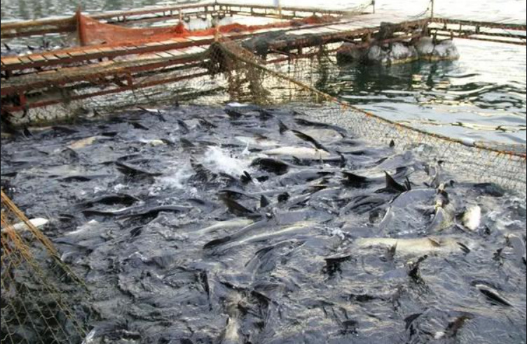 佛山低价大量出售处理大头鱼 花鲢、大头鱼、鳙鱼大高产养殖