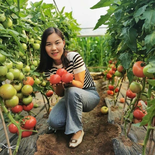西红柿种子美琪5号杨凌高科阳台四季种子大果型水果露地番茄