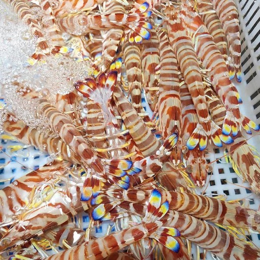 柳州冻斑节虾九节虾竹节虾花虾花斑虾海虾海鲜食材供应