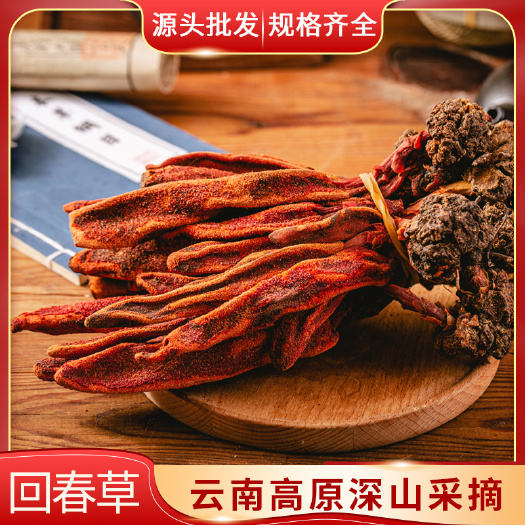 亳州云南回春草新货干货 批发回春草 可供实体店批发量大价优