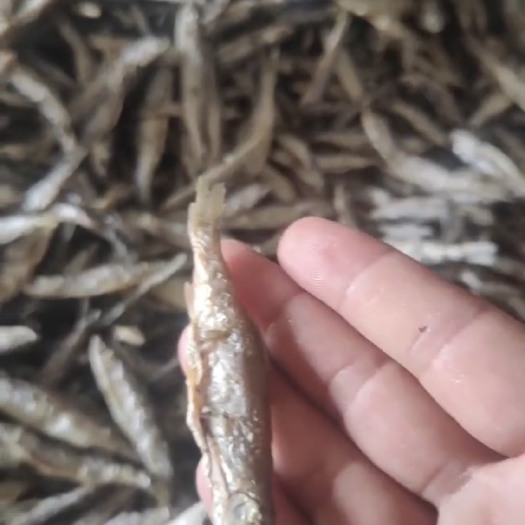 昭平县白条鱼干
