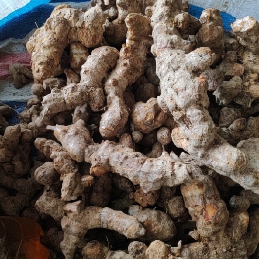 廉江市土茯苓新鲜现挖批发零售