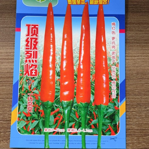 长沙烈焰 早熟单生朝天椒品种 耐储运口感好高辣 产量高抗病好