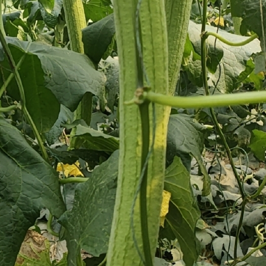 寿光市绿色蔬菜_鲜花肉丝瓜