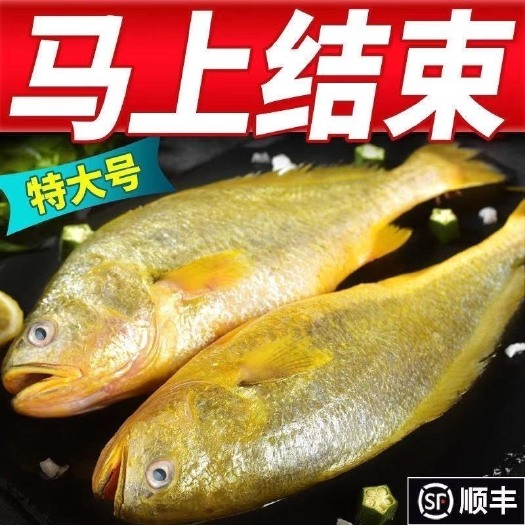 长沙整箱东海大黄花鱼新鲜大黄鱼鲜活冷冻黄生鲜海鲜类批发水产大海鱼