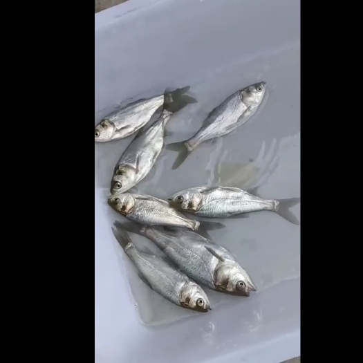 犍为县白鲢鱼苗