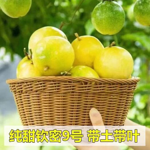 灵山县黄金百香果钦蜜9号黄金百香果苗嫁接苗