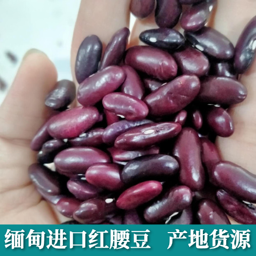 长沙红腰豆 缅甸腰豆供应 白腰豆 红腰豆原粮 现货批发