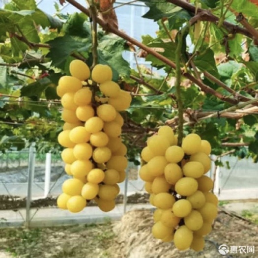 昌黎县夏黑嫁接阳光十三