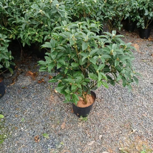 漳平市四季桂花原装带土带盆基本直销，低价出售，一手货源，自产自销