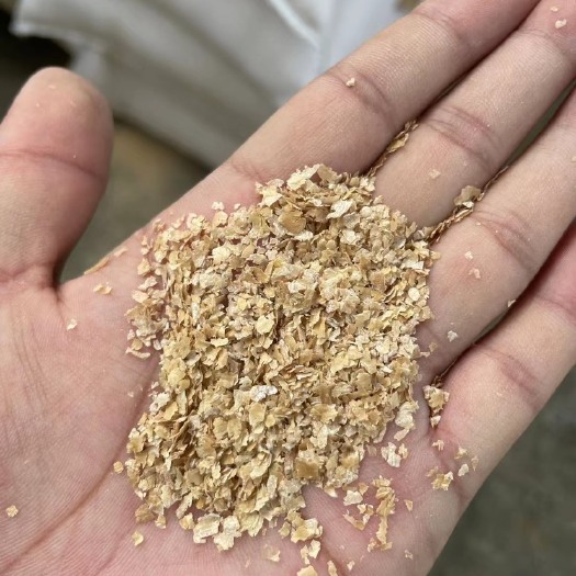 石家庄大片麸皮 欢迎老板大量采购