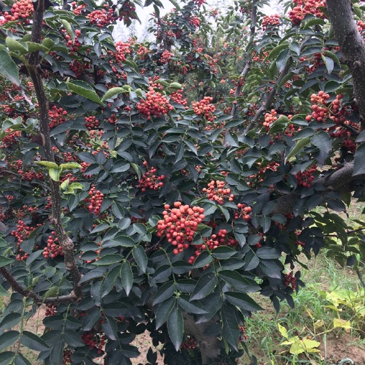 芮城县风陵渡大红袍花椒批发