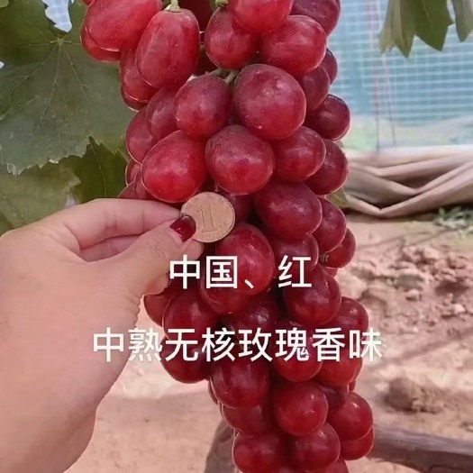 兴城市中国红玫瑰葡萄