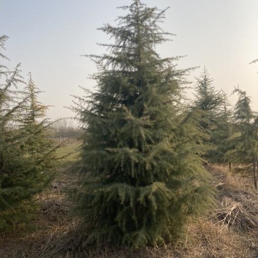 武功县自家地里的雪松出售