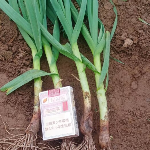 商丘蒜苗大量有货质量保证，代发全国各地
