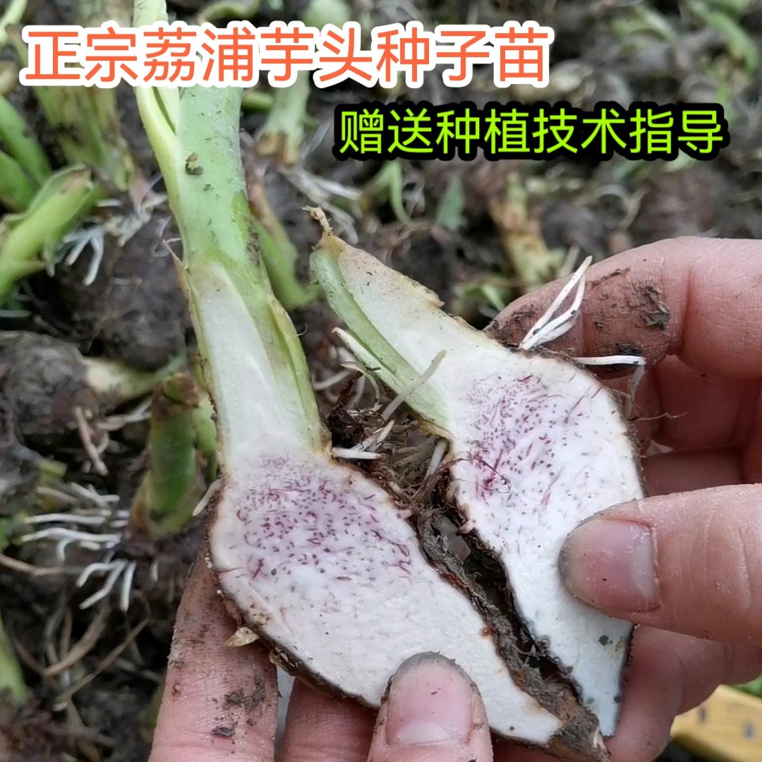 荔浦市芋头种子  荔浦香芋种苗 品种纯正  高成活率 大量供应