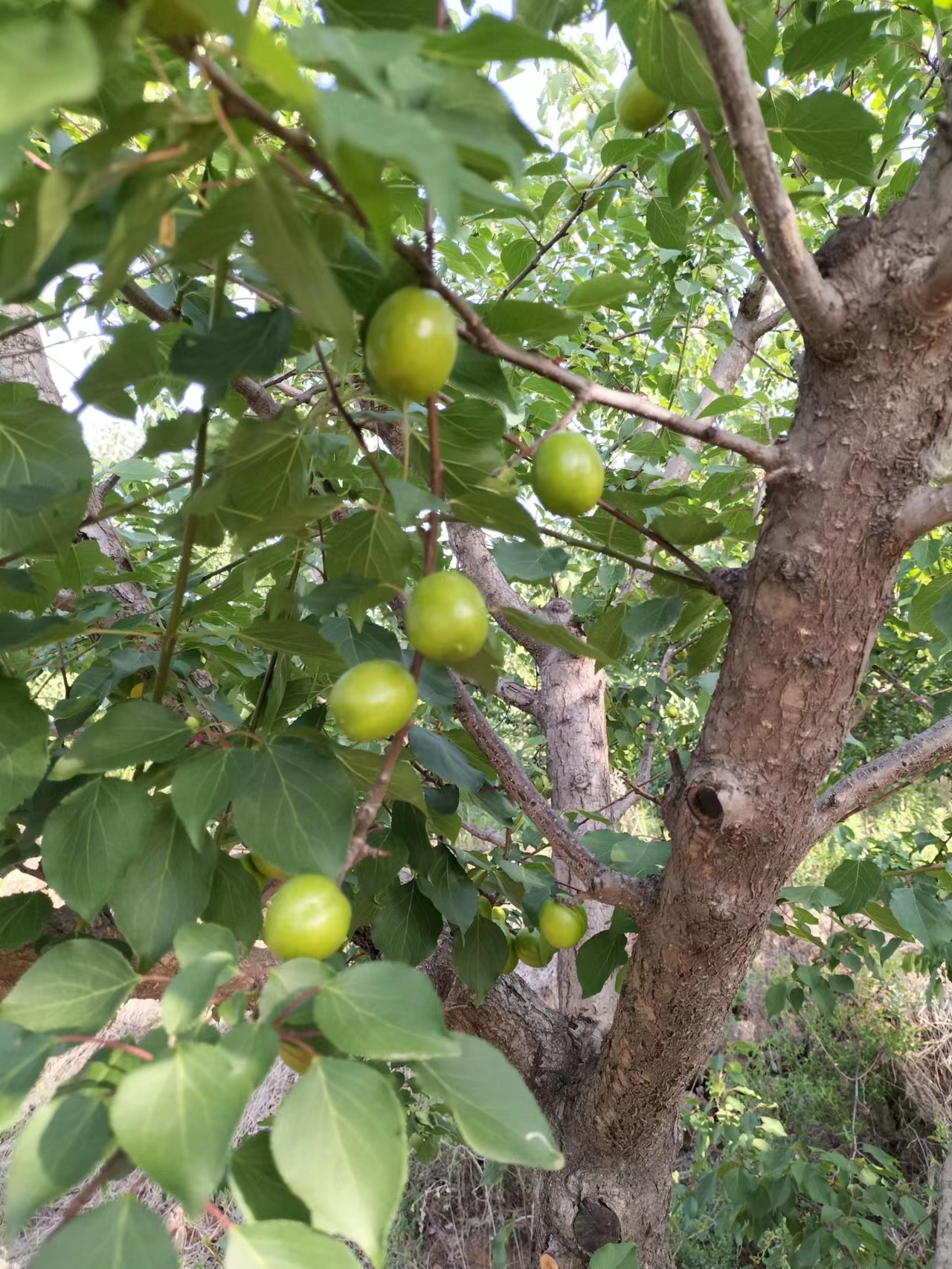 沂水县油杏树，六年结果树