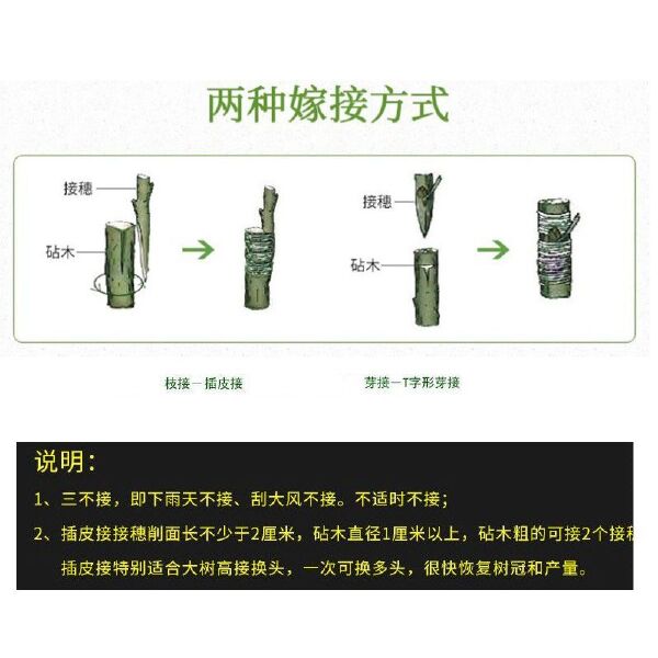 嫁接膜  自粘膜  无需打结接树