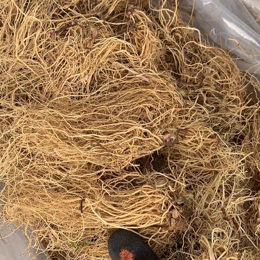 鄄城县细辛辽细辛东北细辛水洗货
