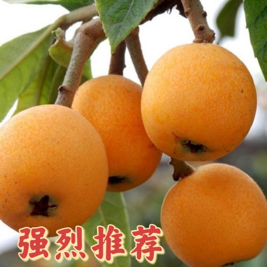 眉山五星枇杷