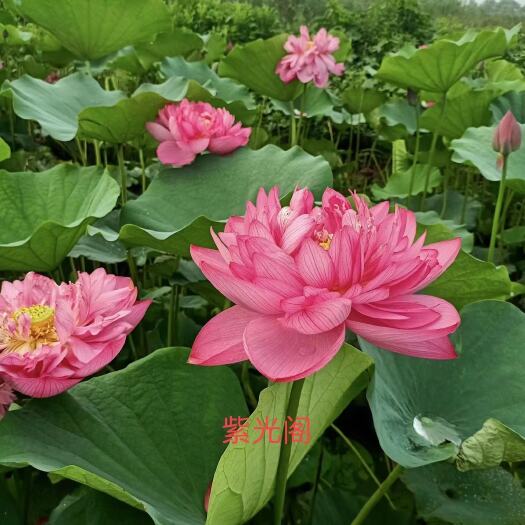 安新县水乡荷花基地种植园