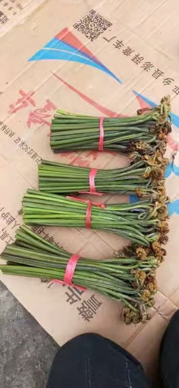 黎平县蕨菜