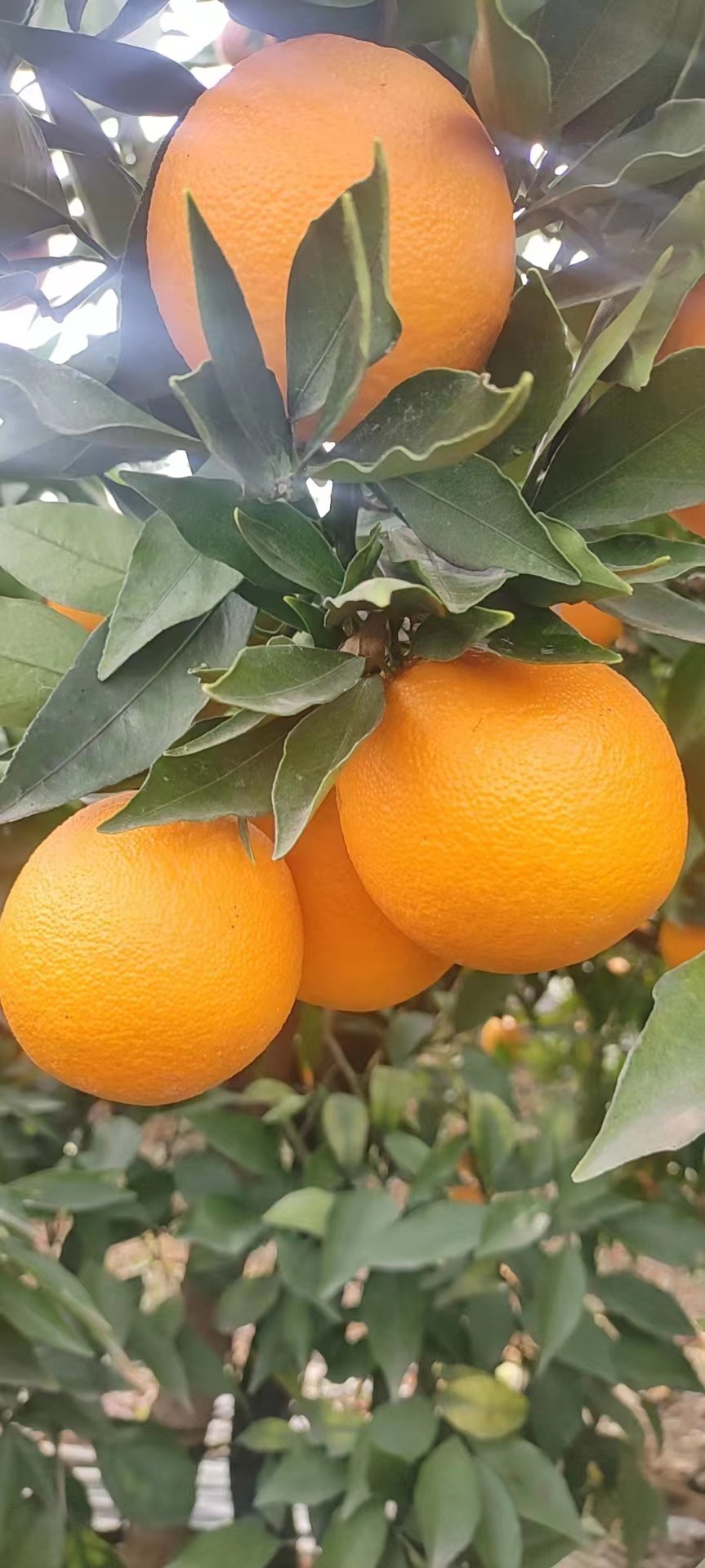 橙子