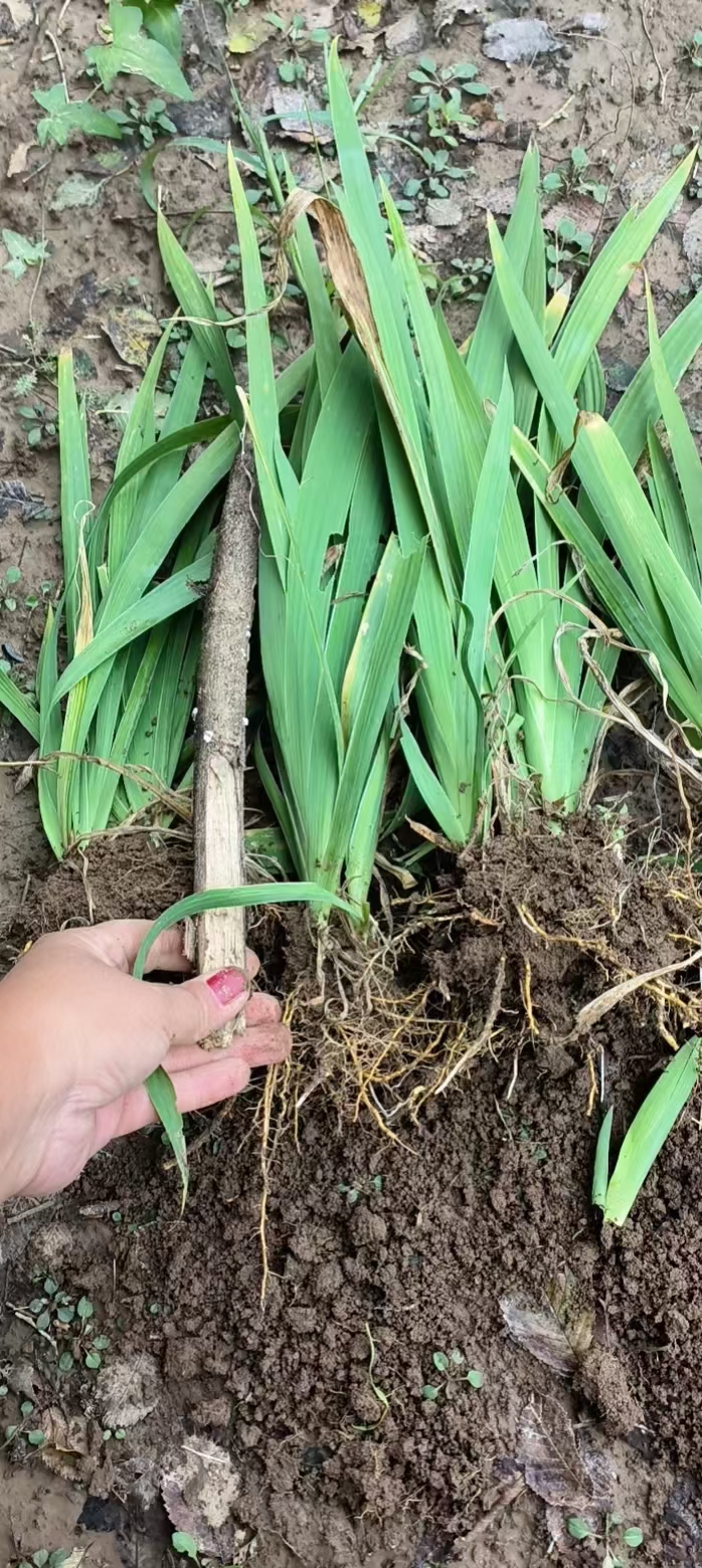 射干种子，基地一手货源，免费技术指导，签订回收合同