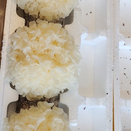 魏县银耳。鲜银耳。