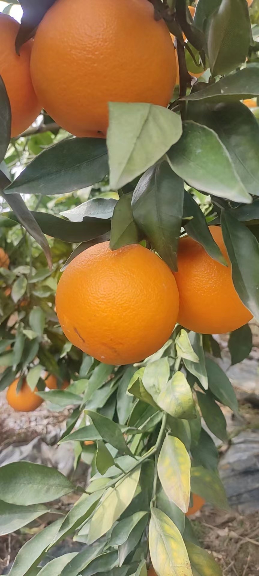 橙子