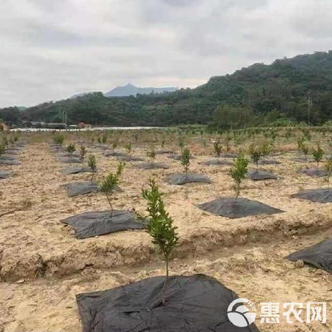 防草布新型防草布除草布批发透气透水槟榔树果树农用地膜盖草布厂