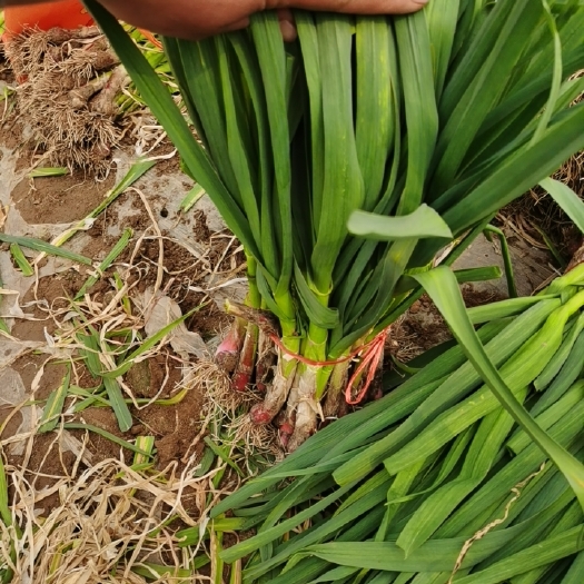 通许县通许优质【红根蒜苗】产地直发一手货源品质保证