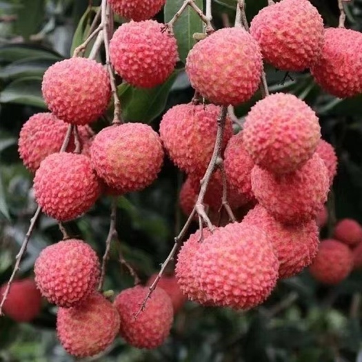 广州桂味