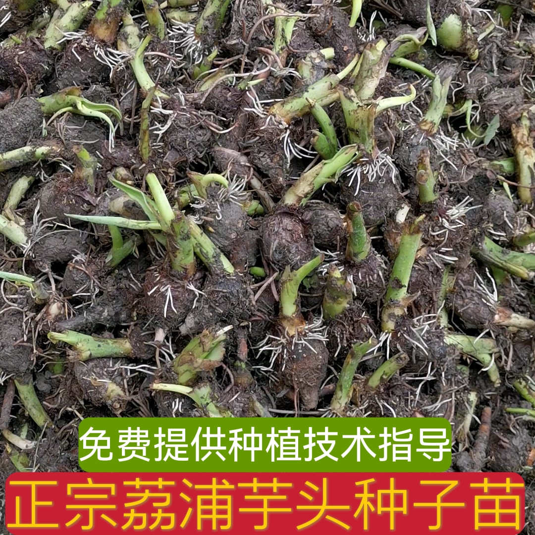 荔浦市芋头种子 荔浦香芋种苗 一手货源 送种植技术欢迎实地考察