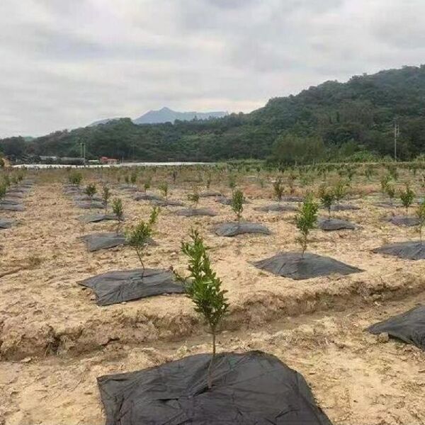 防草布新型防草布除草布批发透气透水槟榔树果树农用地膜盖草布厂