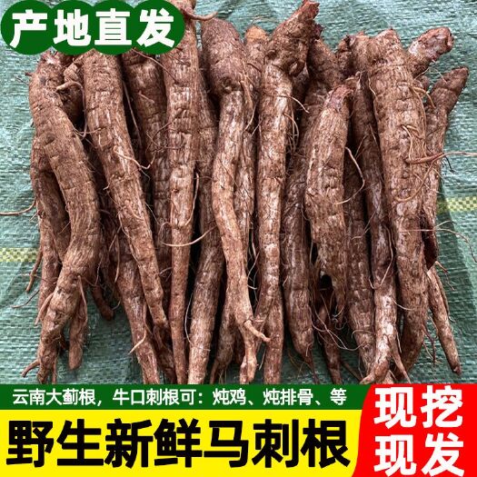 禄丰市云南新鲜现挖马刺根批发鸡刺根大蓟根菜刺萝卜恶鸡婆