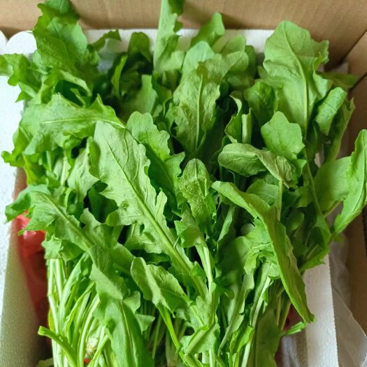 商丘荠荠菜