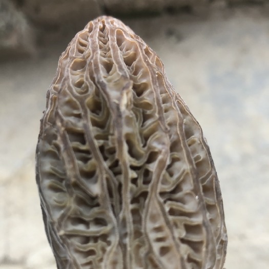 沿河县贵州生态羊肚菌